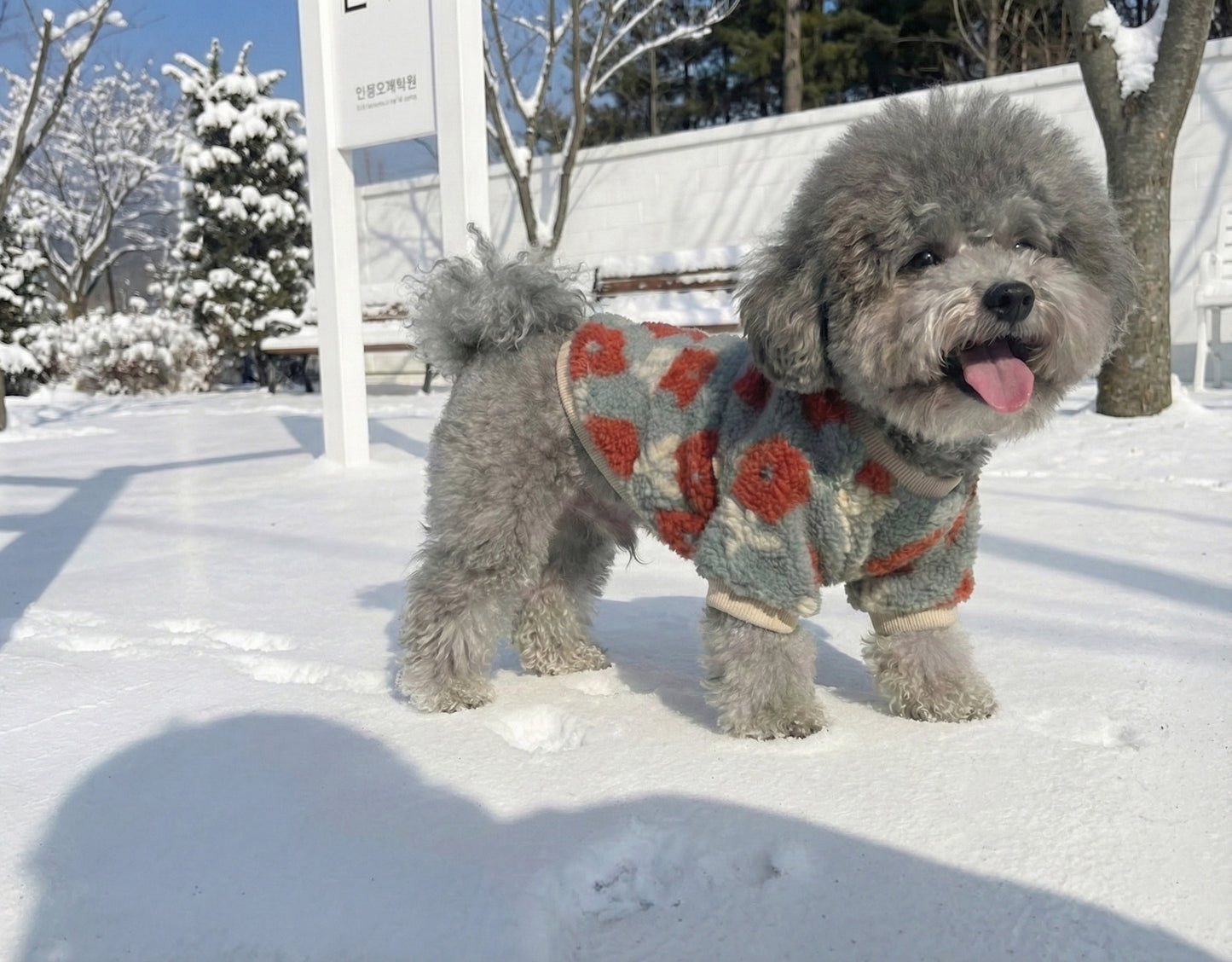 Gray poodle wearing coral floral embroidery sherpa fleece dog sweater in snow