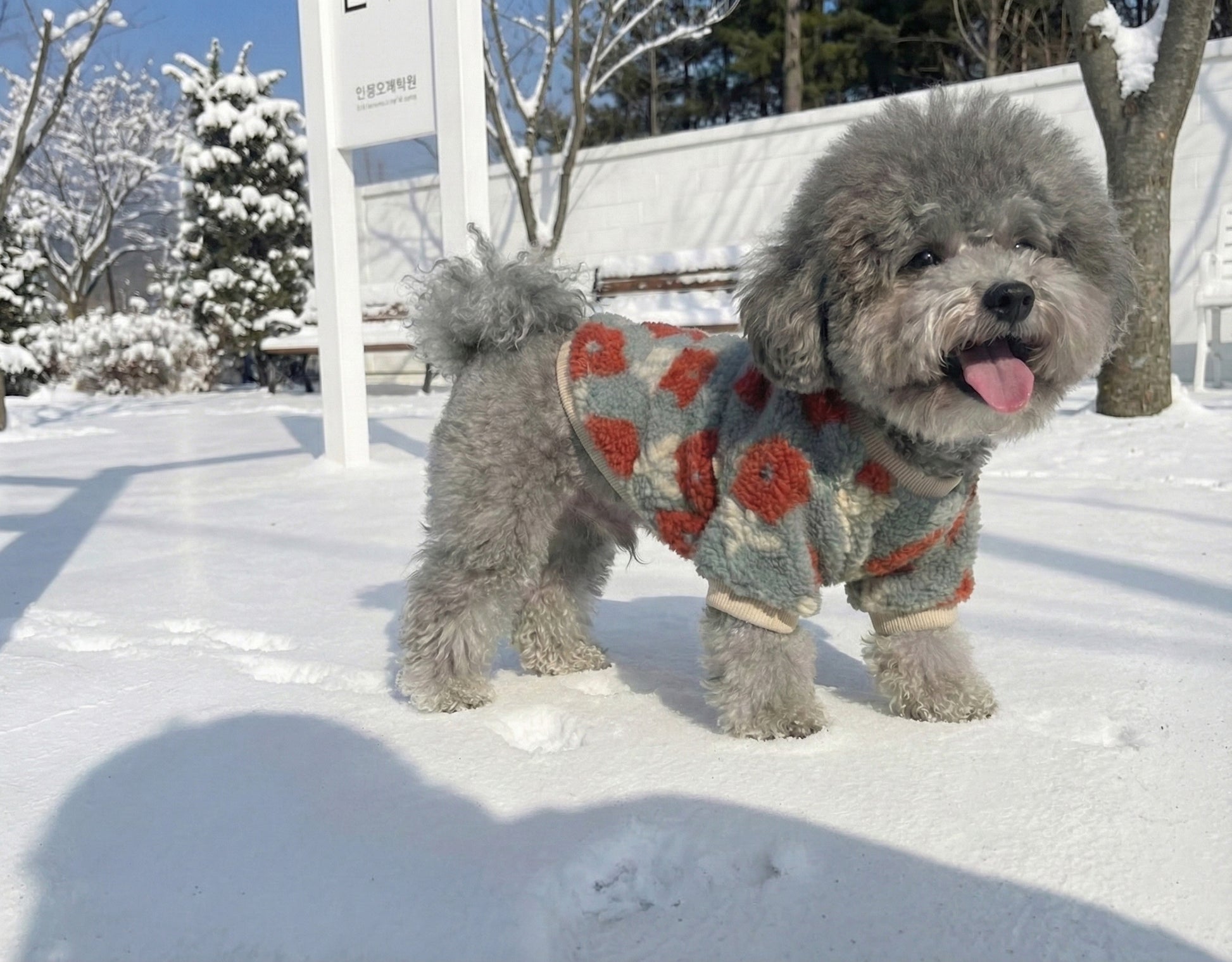 Gray poodle wearing coral floral embroidery sherpa fleece dog sweater in snow