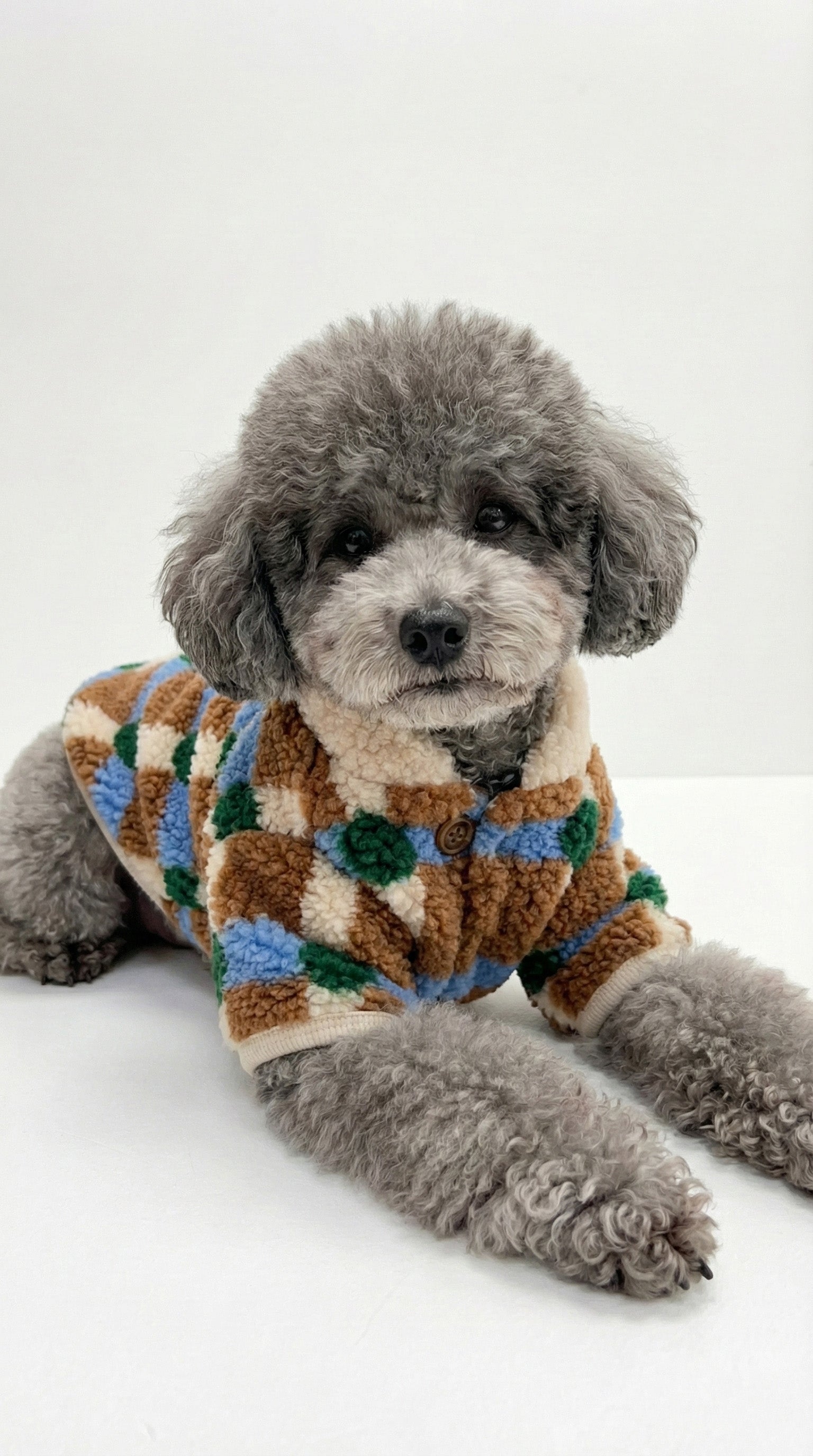 Gray poodle wearing checkered sherpa fleece dog cardigan lying down on white background