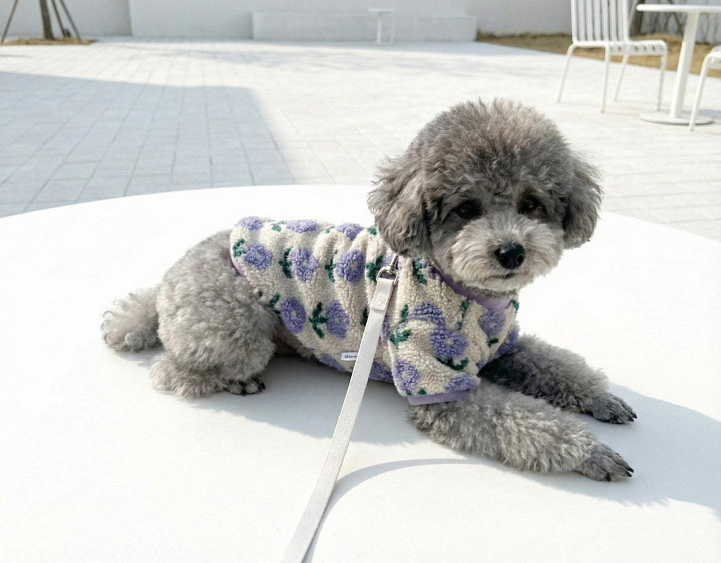 Small dog modeling purple flower embroidered winter pullover on outdoor patio