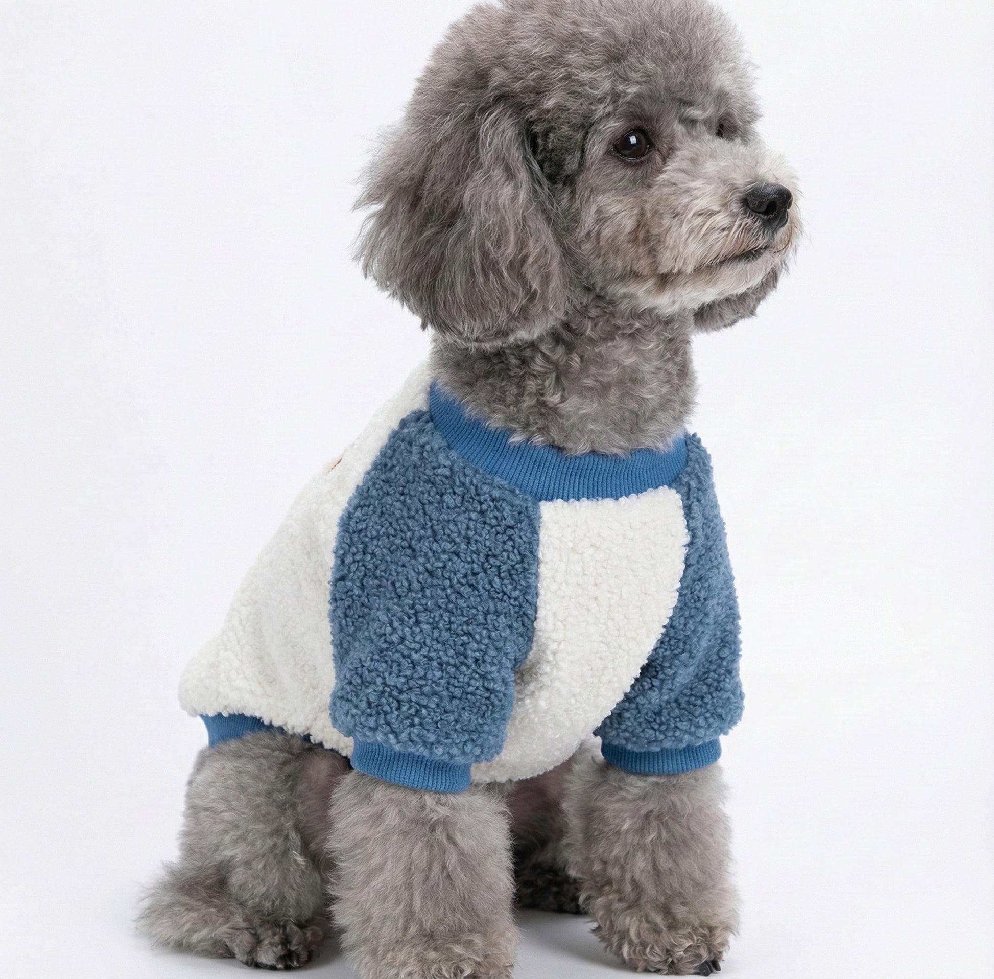 : Gray poodle wearing blue and white bear fleece dog t-shirt standing on white background