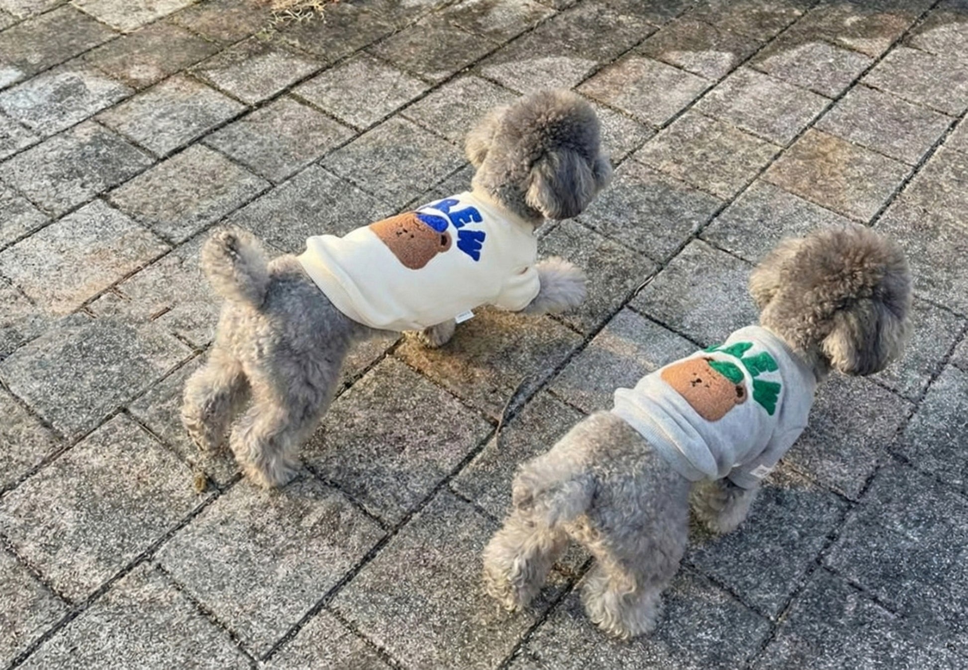 Small dogs wearing Korean-style teddy bear embroidered sweatshirts outdoors