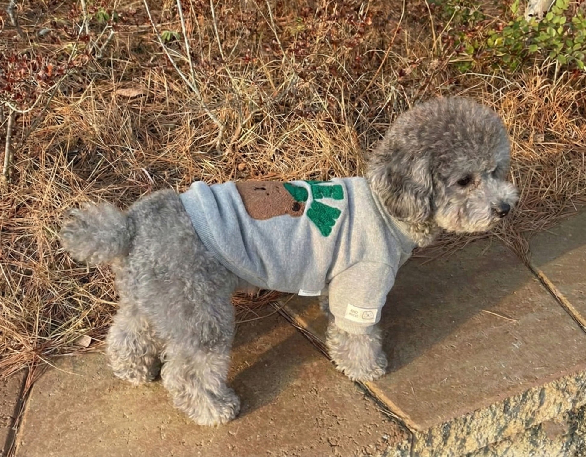  Grey dog wearing teddy bear crew neck sweatshirt with boucle embroidery