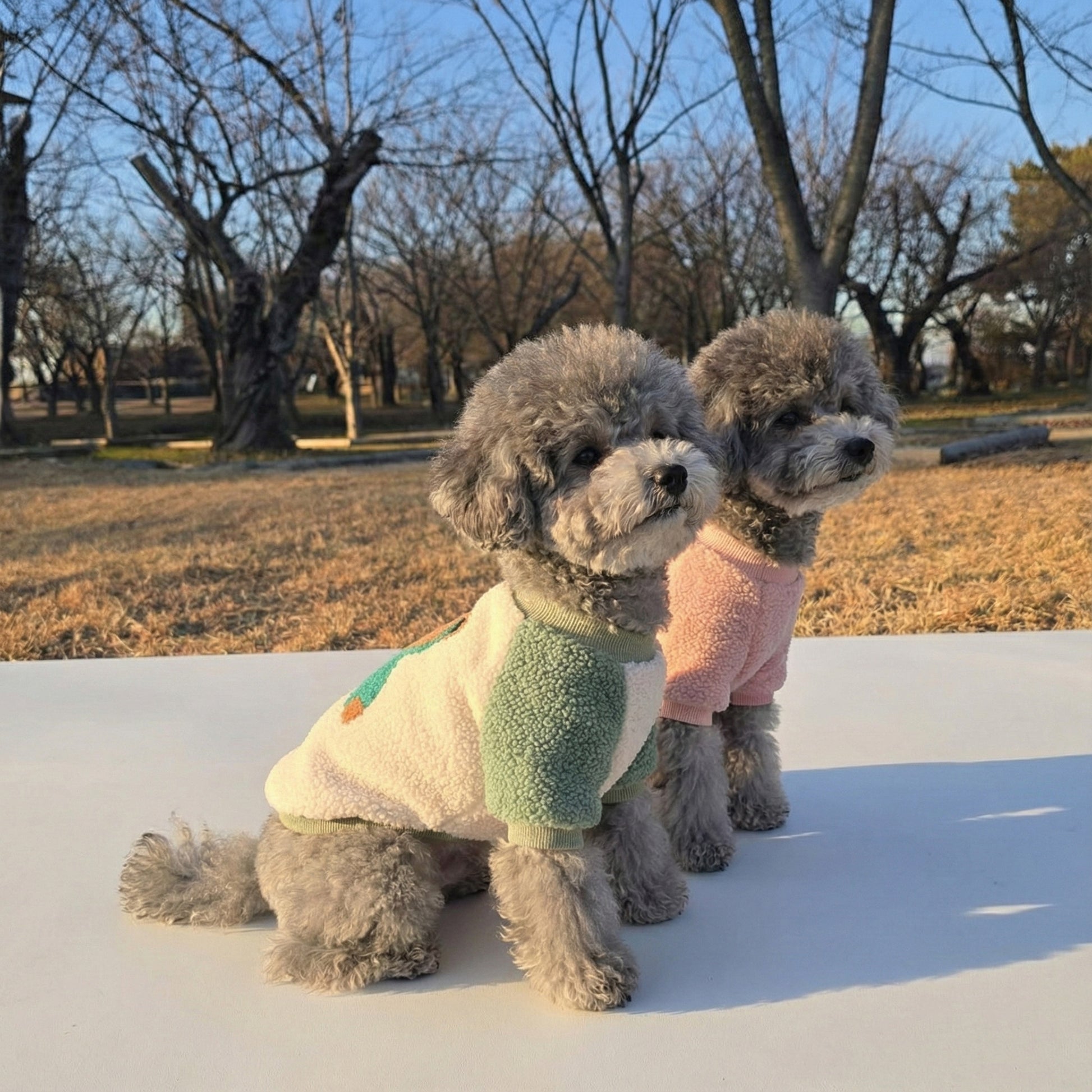 Two dogs in mint and pink bear fleece shirts sitting outdoors at winter park