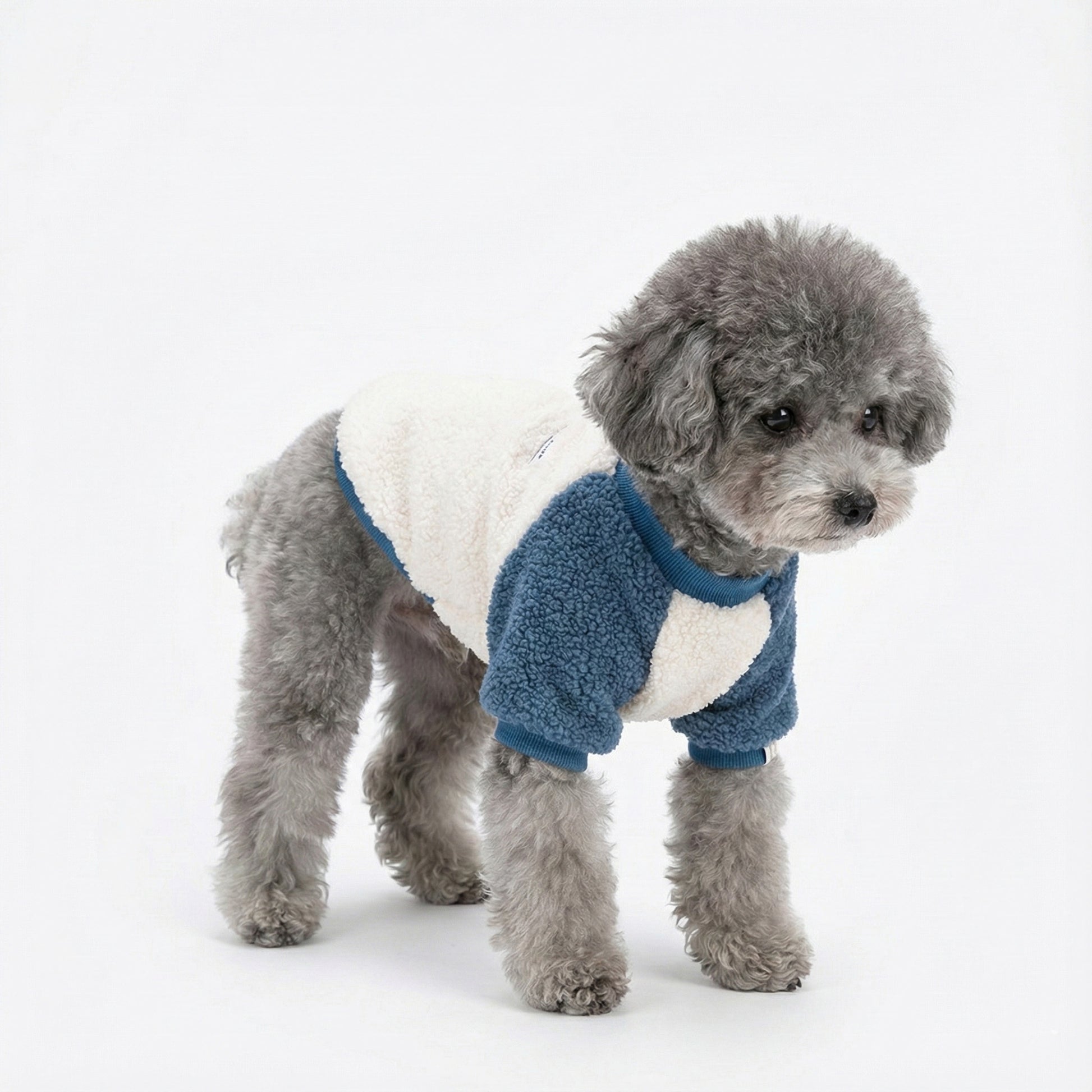 Side view of gray poodle wearing blue sherpa fleece dog shirt with raglan sleeves