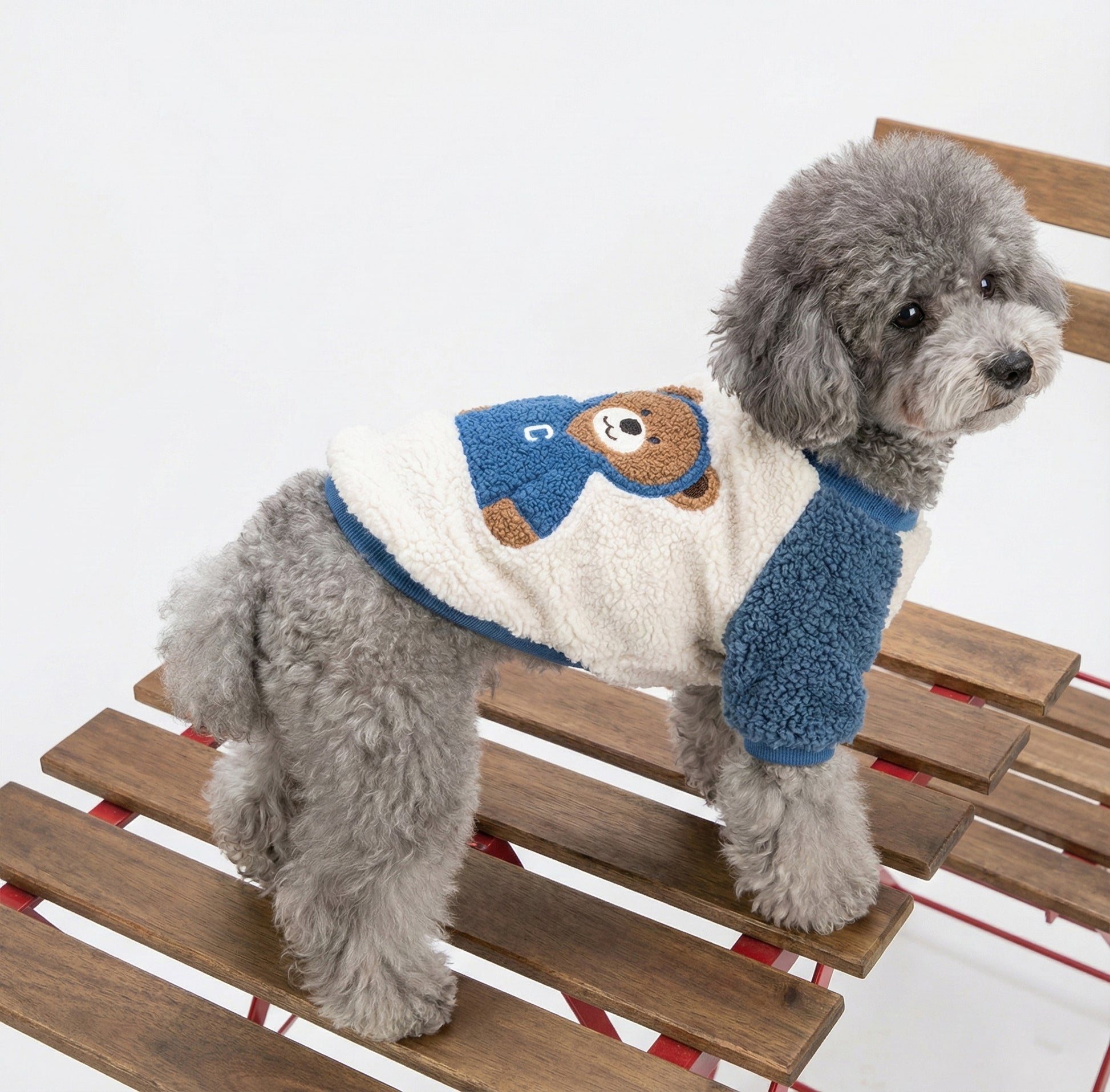 Gray poodle wearing blue bear fleece shirt sitting on wooden sled prop