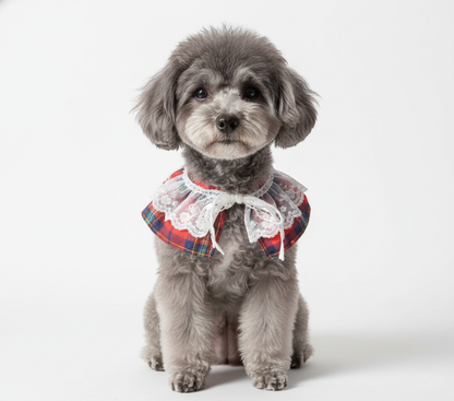 Front-facing image of a toy poodle in a red tartan cape with lace. Dog is sitting calmly, looking into the camera, captured on a white seamless backdrop.