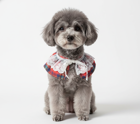 Front-facing image of a toy poodle in a red tartan cape with lace. Dog is sitting calmly, looking into the camera, captured on a white seamless backdrop.