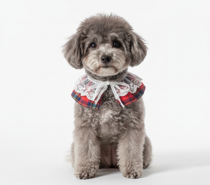 A gray poodle sitting straight and wearing the red plaid cape with white lace collar only. Captured against a plain white background.